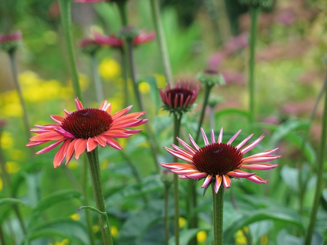 Mountain flowers